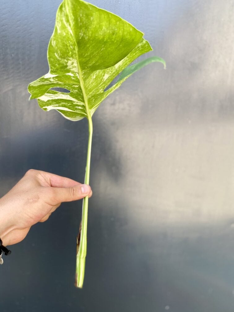 Zdjęcie rośliny Monstera variegata - sadzonka pędowa, ujęcie 2
