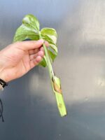 Zdjęcie rośliny Monstera variegata - sadzonka pędowa, ujęcie 3