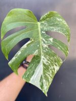 Zdjęcie rośliny Monstera variegata - sadzonka pędowa, ujęcie 1