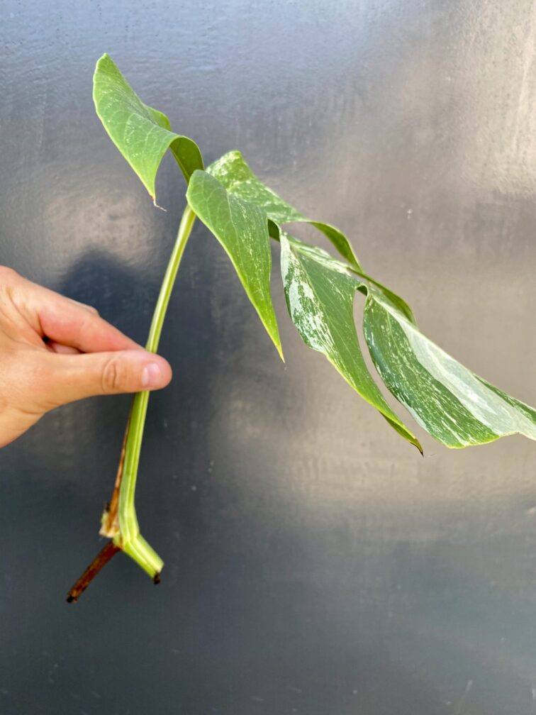 Zdjęcie rośliny Monstera variegata - sadzonka pędowa, ujęcie 2