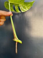 Zdjęcie rośliny Monstera variegata - sadzonka pędowa, ujęcie 3