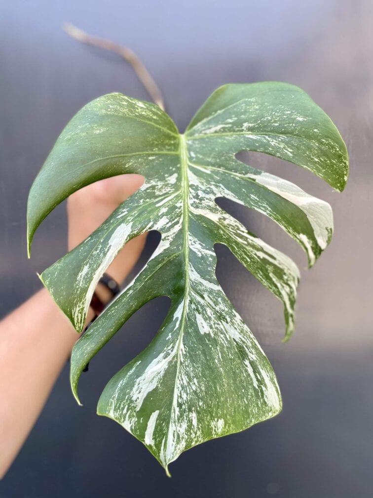 monstera-variegata-sadzonka-pedowa_6-1_1624271982.jpg Zdjęcie rośliny Monstera variegata - sadzonka pędowa, ujęcie 1