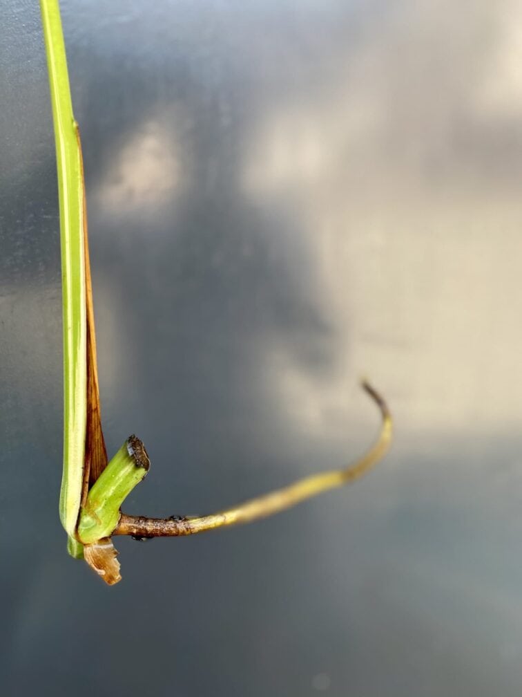 Zdjęcie rośliny Monstera variegata - sadzonka pędowa, ujęcie 3