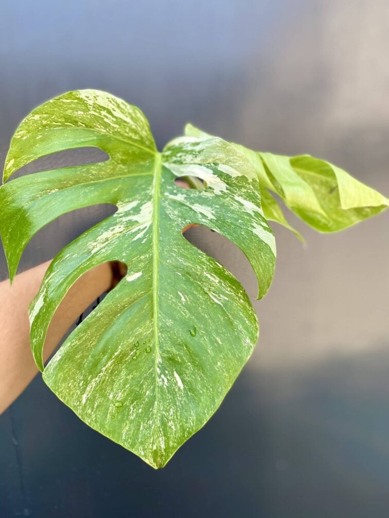 monstera-variegata-sadzonka-szczytowa_1-1_1624270831.jpg Zdjęcie rośliny Monstera Variegata Sadzonka Szczytowa, ujęcie 1