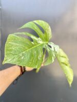Zdjęcie rośliny Monstera Variegata Sadzonka Szczytowa, ujęcie 2