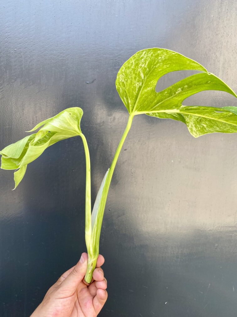 Zdjęcie rośliny Monstera Variegata Sadzonka Szczytowa, ujęcie 3