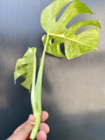 Zdjęcie rośliny Monstera Variegata Sadzonka Szczytowa, ujęcie 4