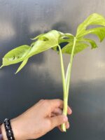 Zdjęcie rośliny Monstera Variegata Sadzonka Szczytowa, ujęcie 5