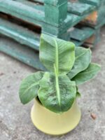 Zdjęcie rośliny Musa Super Dwarf Cavendish, ujęcie 1