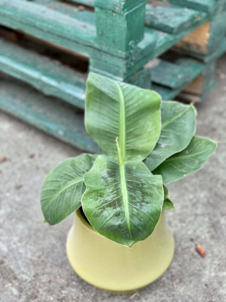 Zdjęcie rośliny Musa Super Dwarf Cavendish, ujęcie 1
