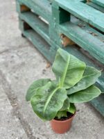 Zdjęcie rośliny Musa Super Dwarf Cavendish, ujęcie 2
