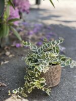 Zdjęcie doniczki lub oslonki: Osłonka yorshka grey 9x9&nbsp;cm, ujęcie 2