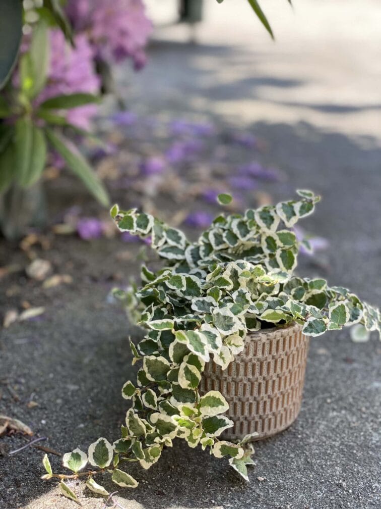 Zdjęcie doniczki lub oslonki: Osłonka yorshka grey 9x9&nbsp;cm, ujęcie 2