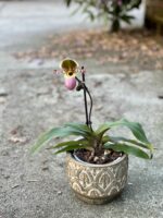 Zdjęcie rośliny Paphiopedilum Pinoccio, ujęcie 1