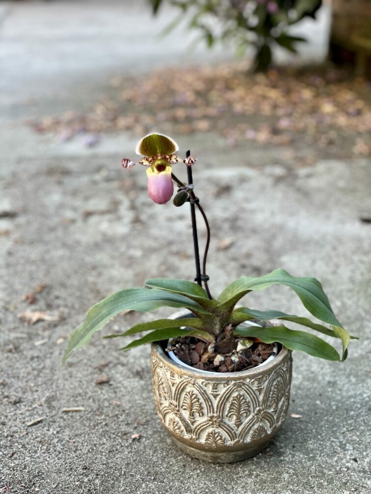 paphiopedilum-pinoccio_12x35-1_1624086677.jpg Zdjęcie rośliny Paphiopedilum Pinoccio, ujęcie 1