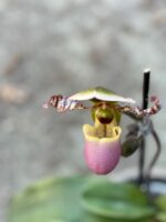 Zdjęcie rośliny Paphiopedilum Pinoccio, ujęcie 2