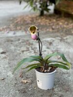 Zdjęcie rośliny Paphiopedilum Pinoccio, ujęcie 3