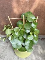 Zdjęcie rośliny Parthenocissus rotundifolia, ujęcie 1