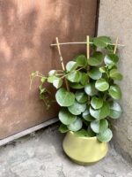 Zdjęcie rośliny Parthenocissus rotundifolia, ujęcie 2