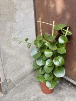 Zdjęcie rośliny Parthenocissus rotundifolia, ujęcie 3