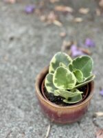 Zdjęcie rośliny Peperomia Obtusifolia Variegata, ujęcie 1