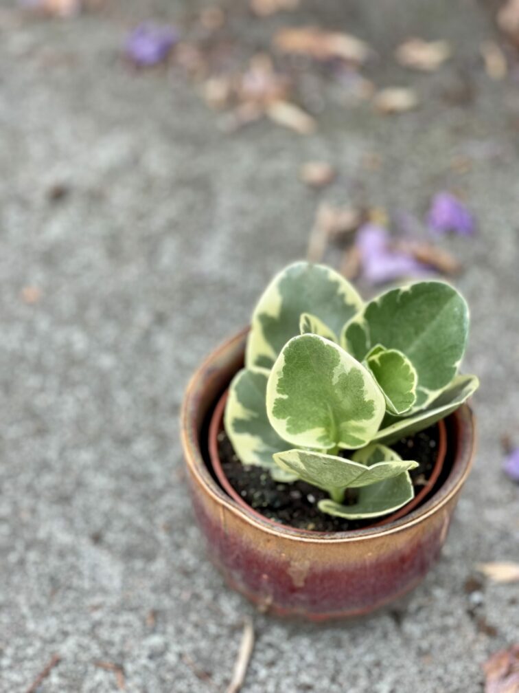 peperomia-obtusifolia-variegata_8x12-1_1623482349.jpg Zdjęcie rośliny Peperomia Obtusifolia Variegata, ujęcie 1