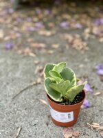 Zdjęcie rośliny Peperomia Obtusifolia Variegata, ujęcie 2