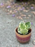Zdjęcie rośliny Peperomia Obtusifolia Variegata, ujęcie 3
