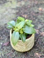 Zdjęcie rośliny Peperomia Pixie, ujęcie 1