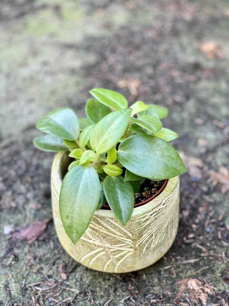 Zdjęcie rośliny Peperomia Pixie, ujęcie 1