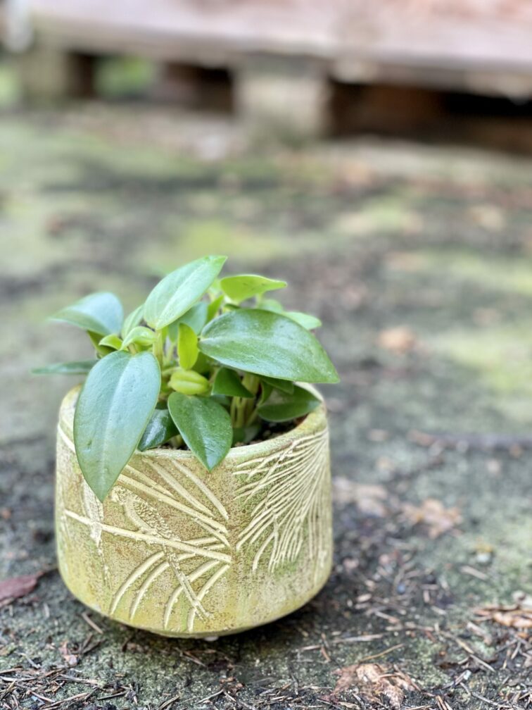 Zdjęcie rośliny Peperomia Pixie, ujęcie 2