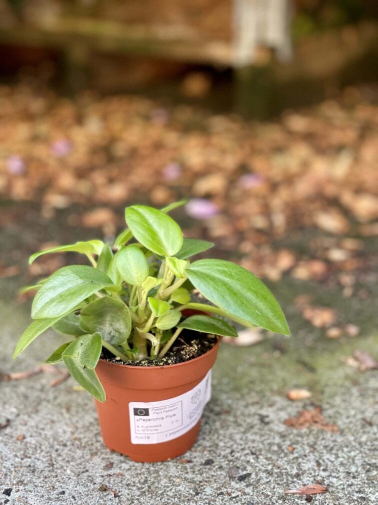 Zdjęcie rośliny Peperomia Pixie, ujęcie 3