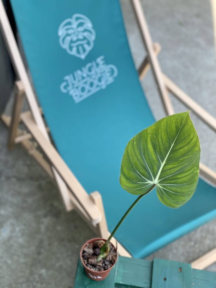 Zdjęcie rośliny Philodendron gloriosum, ujęcie 1