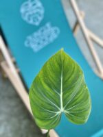 Zdjęcie rośliny Philodendron gloriosum, ujęcie 2