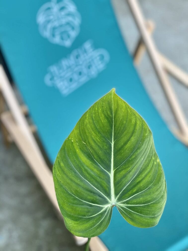 Zdjęcie rośliny Philodendron gloriosum, ujęcie 2