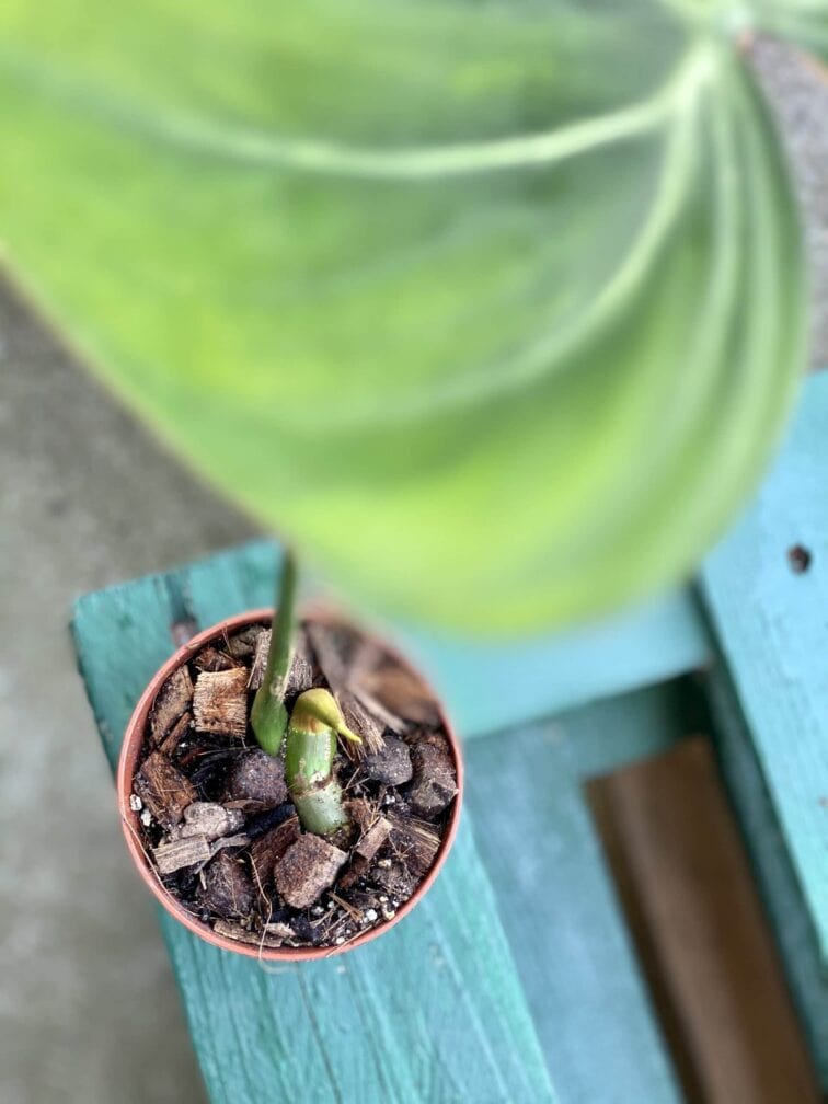 Zdjęcie rośliny Philodendron gloriosum, ujęcie 3