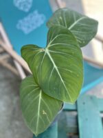 Zdjęcie rośliny Philodendron gloriosum, ujęcie 1