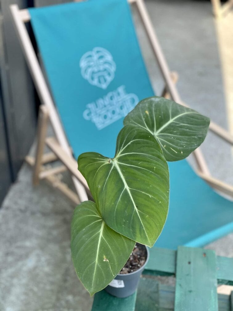 Zdjęcie rośliny Philodendron gloriosum, ujęcie 2