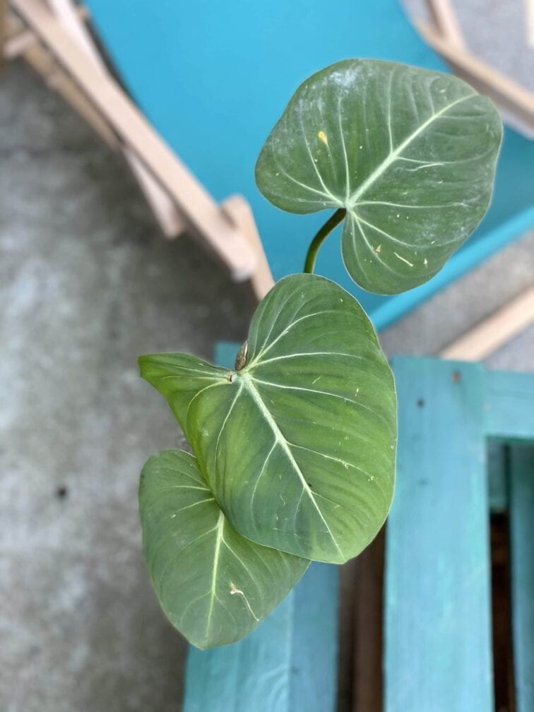 Zdjęcie rośliny Philodendron gloriosum, ujęcie 3