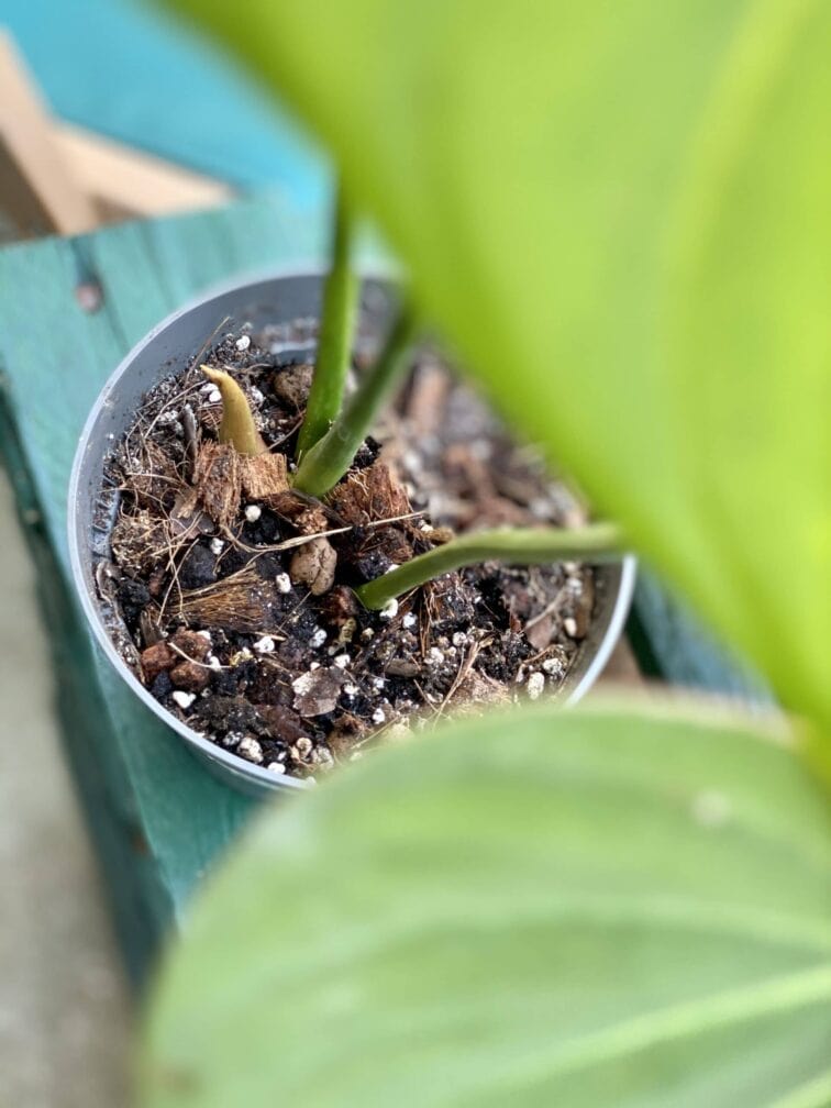 Zdjęcie rośliny Philodendron gloriosum, ujęcie 4