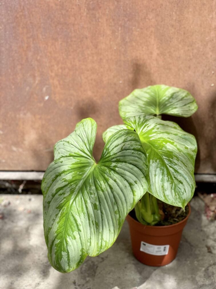 Zdjęcie rośliny Philodendron mamei, ujęcie 1