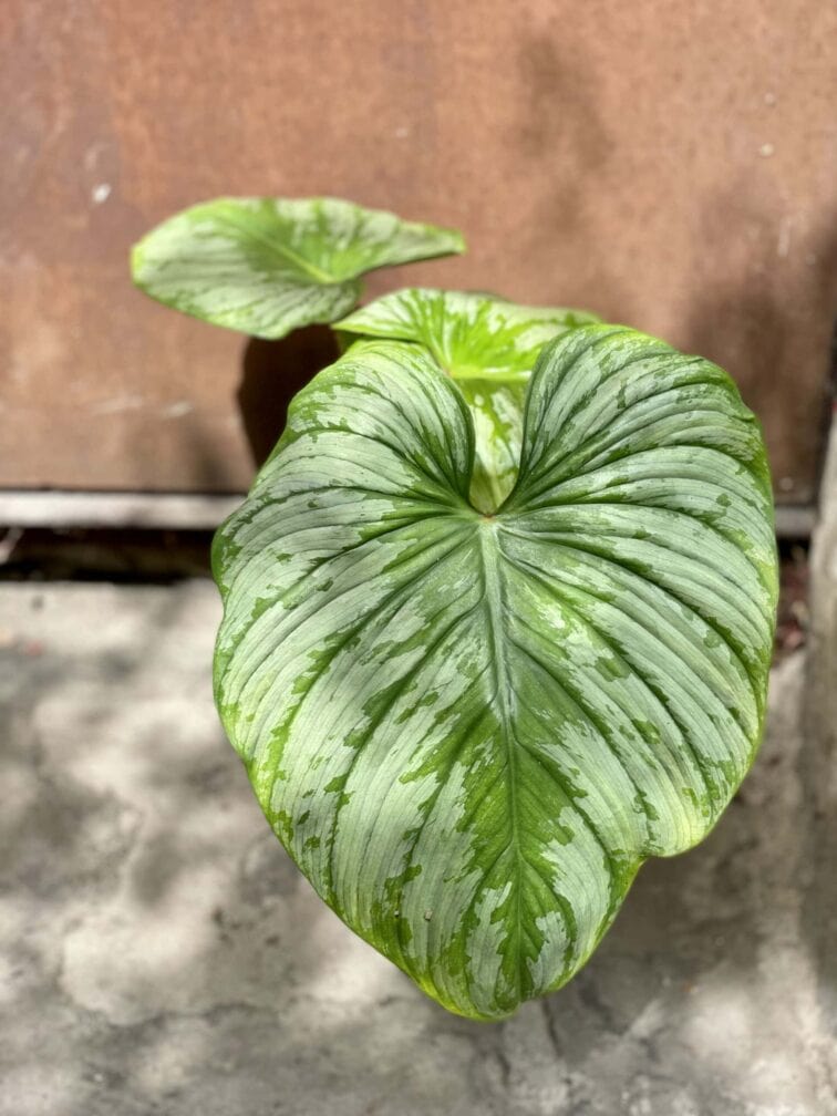 Zdjęcie rośliny Philodendron mamei, ujęcie 2