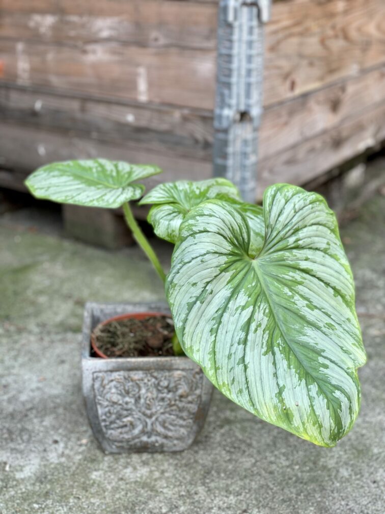 Zdjęcie rośliny Philodendron mamei, ujęcie 3