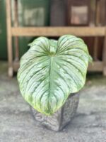 Zdjęcie rośliny Philodendron mamei, ujęcie 4