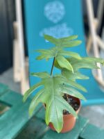 Zdjęcie rośliny Philodendron Mayoi, ujęcie 1