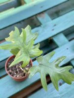 Zdjęcie rośliny Philodendron Mayoi, ujęcie 3