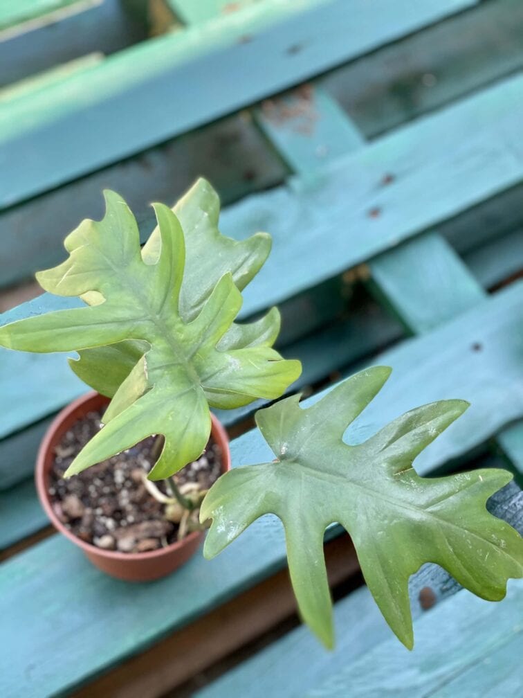 Zdjęcie rośliny Philodendron Mayoi, ujęcie 3