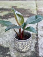 Zdjęcie rośliny Philodendron Rojo Congo, ujęcie 1