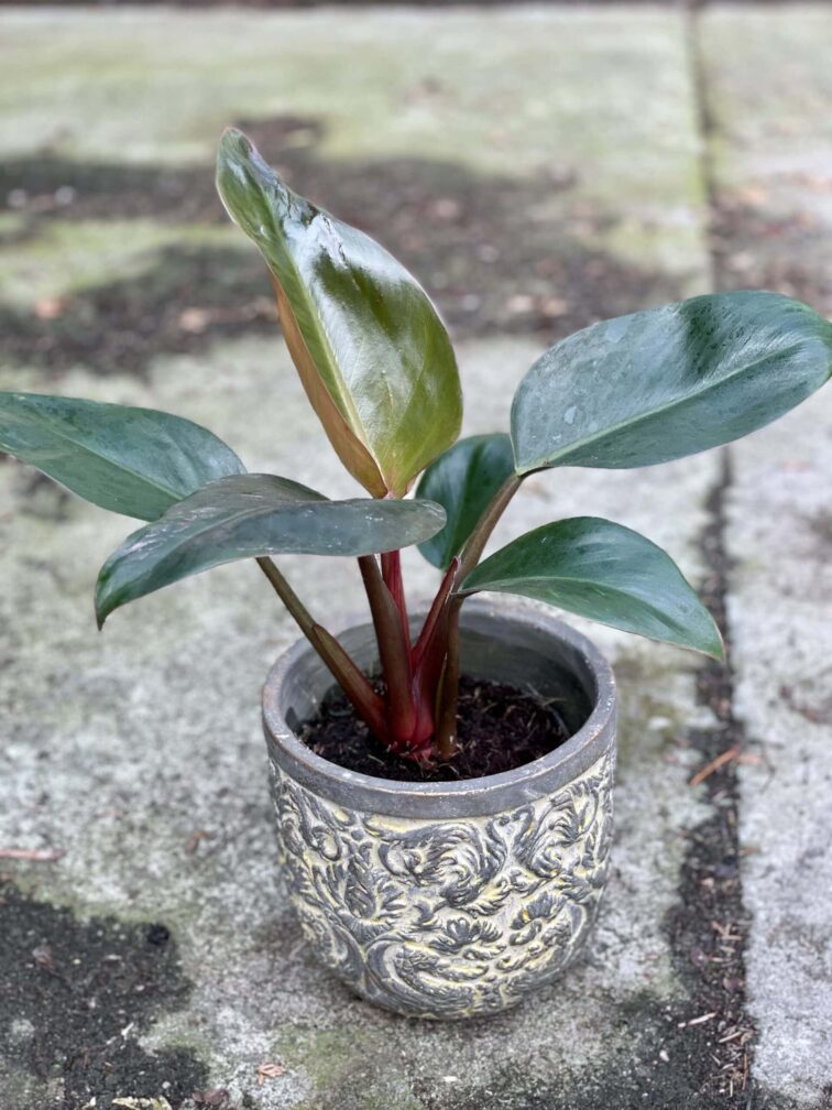 Zdjęcie rośliny Philodendron Rojo Congo, ujęcie 1
