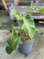 Zdjęcie rośliny Philodendron rugosum "Pig Skin", ujęcie 1